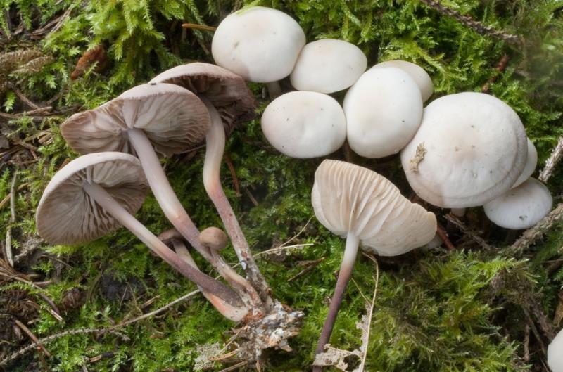 Marasmius wynneae